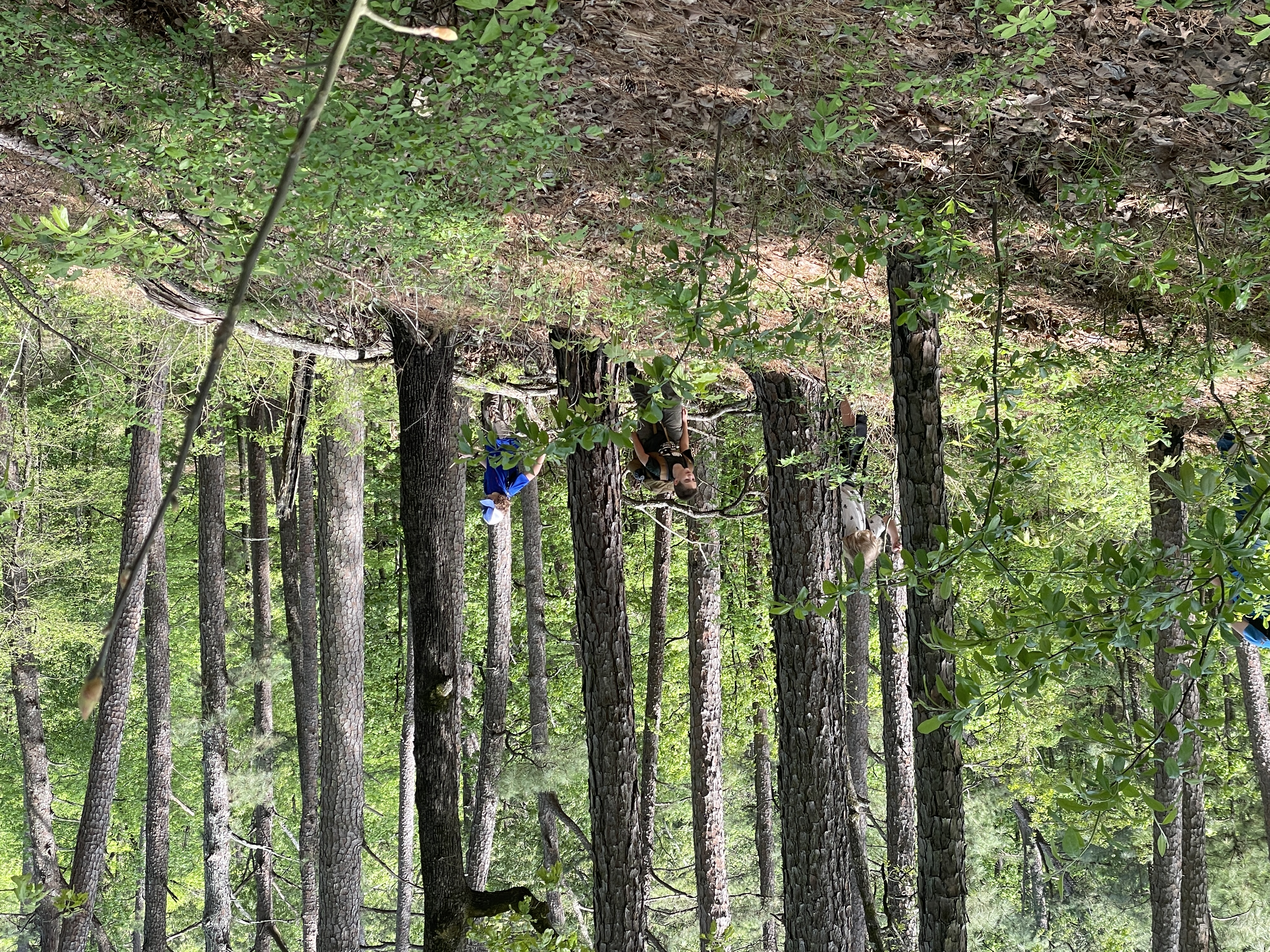 Scouts hiking during a troop activity